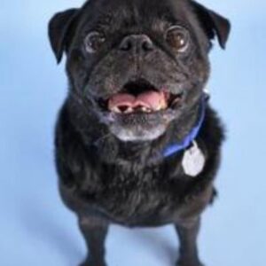 Wilbur's Adoption Photo